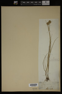 Juncus nodosus image