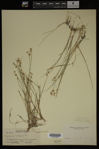 Juncus nodosus image