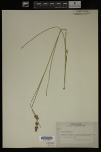 Juncus nodosus image