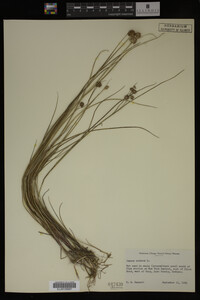 Juncus nodosus image