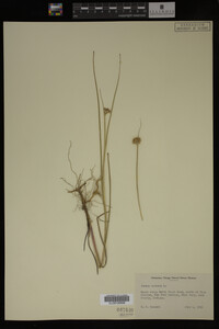 Juncus nodosus image