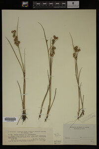 Juncus nodosus image