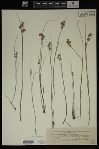 Juncus nodosus image