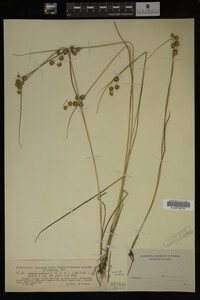 Juncus nodosus image