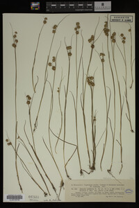 Juncus nodosus image