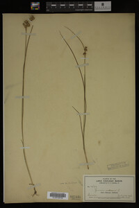 Juncus nodosus image