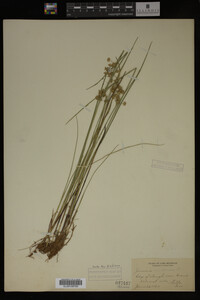 Juncus nodosus image