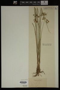 Juncus nodosus image