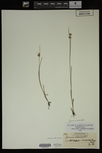 Juncus nodosus image