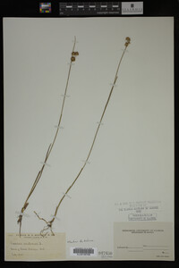 Juncus nodosus image
