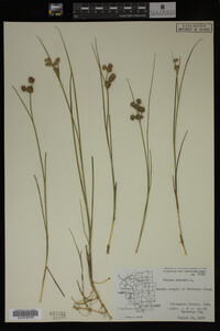 Juncus nodosus image