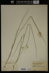 Juncus nodosus image