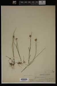 Juncus nodosus image