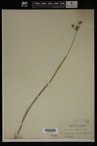 Juncus nodosus image