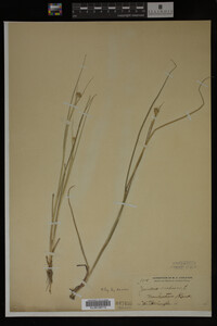 Juncus nodosus image