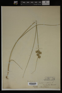 Juncus nodosus image
