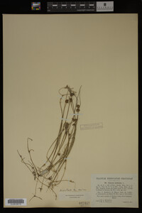 Juncus nodosus image