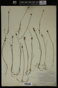 Juncus nodosus image