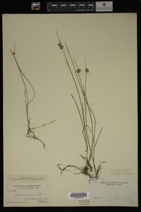 Juncus nodosus image
