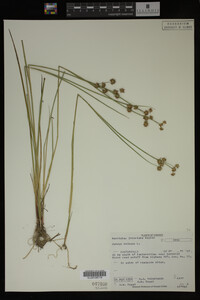 Juncus nodosus image