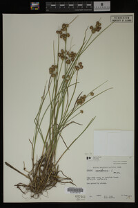 Juncus nodosus image
