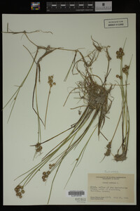 Juncus nodosus image