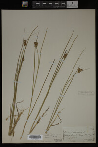 Juncus nodosus image