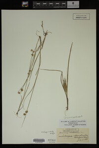 Juncus nodosus image