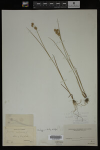 Juncus nodosus image