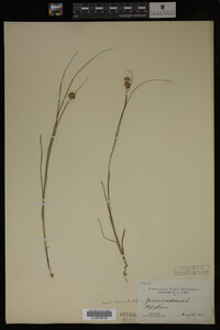 Juncus nodosus image