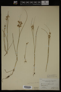 Juncus nodosus image