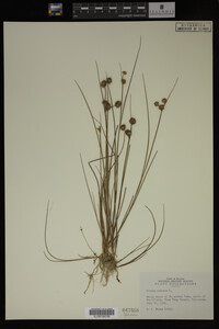 Juncus nodosus image