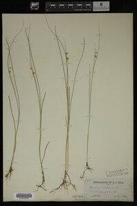 Juncus nodosus image