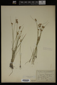 Juncus nodosus image