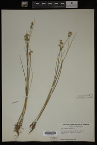 Juncus nodosus image