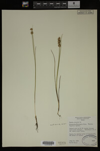 Juncus nodosus image