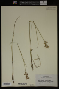 Juncus nodosus image