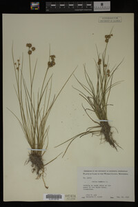 Juncus nodosus image
