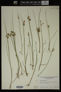 Juncus nodosus image