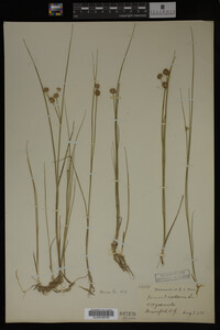 Juncus nodosus image