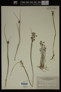 Juncus nodosus image