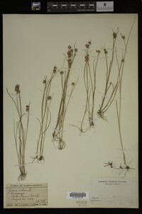 Juncus nodosus image