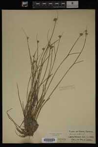 Juncus nodosus image