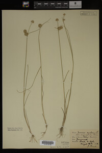 Juncus nodosus image