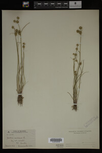 Juncus nodosus image