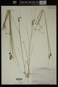 Juncus nodosus image