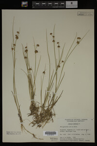 Juncus nodosus image