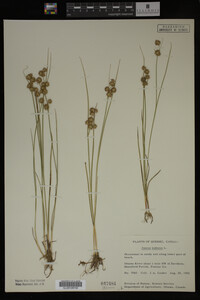 Juncus nodosus image