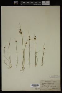 Juncus nodosus image