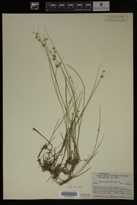 Juncus nodosus image